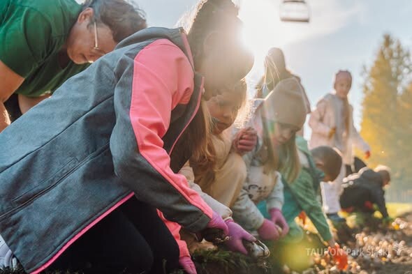 Chorzów rozkwitnie! Dzieci zasadziły żonkile i narcyzy w Parku Śląskim fot. Piotr Cyganik / TAURON Park Śląski