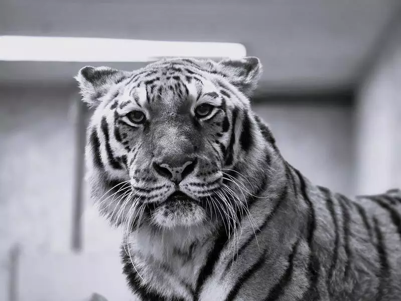 Śląski Ogród Zoologiczny żegna ukochaną tygrysicę Tajgę
