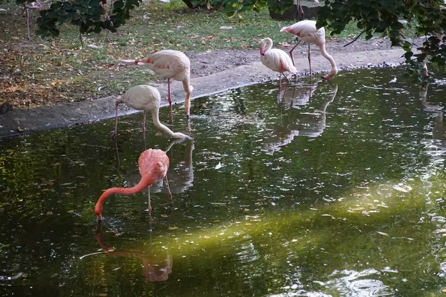 Flamingi w Śląskim Ogrodzie Zoologicznym.
