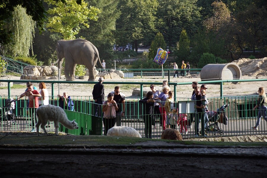 Słonie w chorzowskim ZOO. 