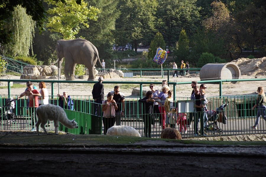 Słonie w chorzowskim ZOO. 