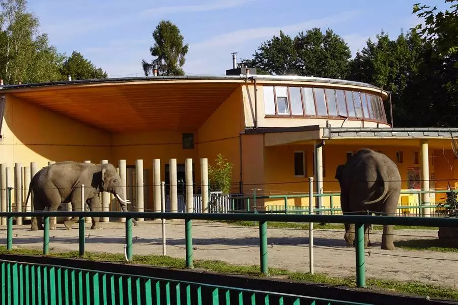 Słonie w chorzowskim ZOO. 