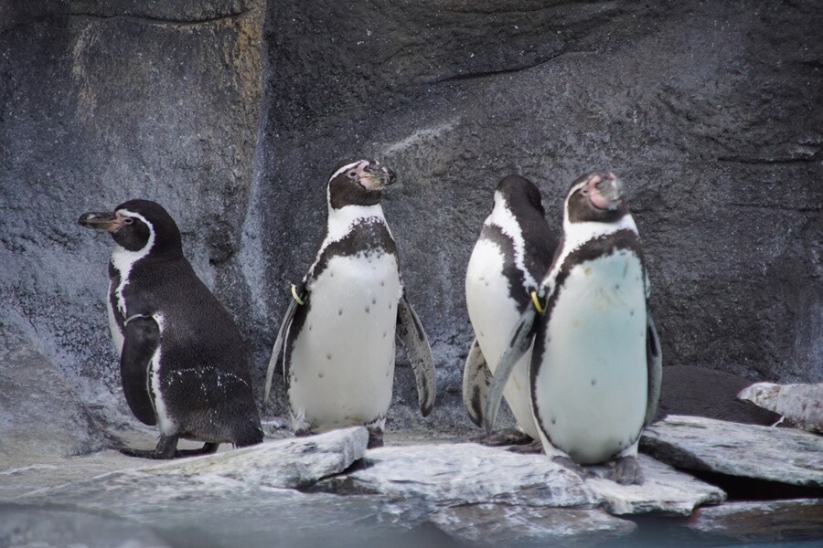 Pingwiny w chorzowskim ZOO. 