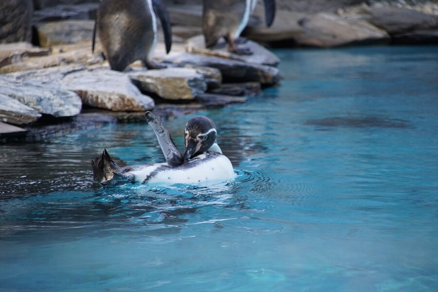 Pingwiny w chorzowskim ZOO. 