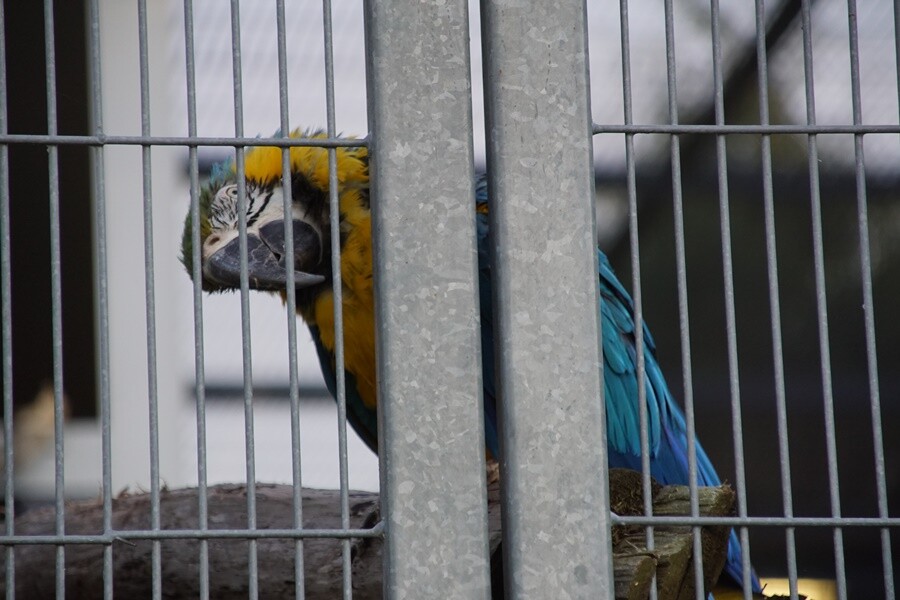 Papugi z chorzowskiego zoo. 