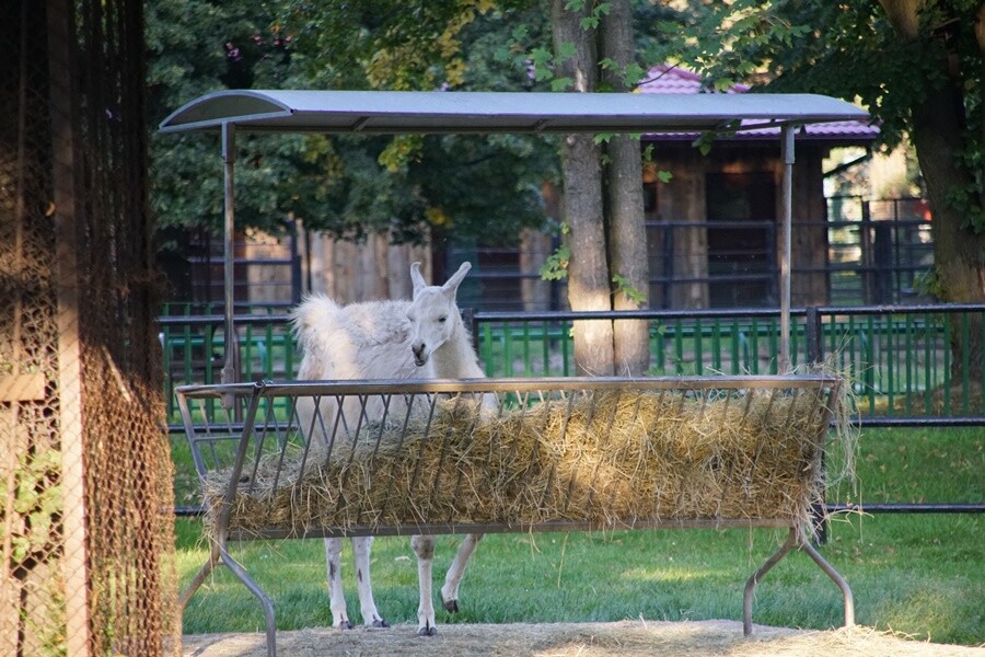 Zwierzęta z chorzowskiego zoo. 