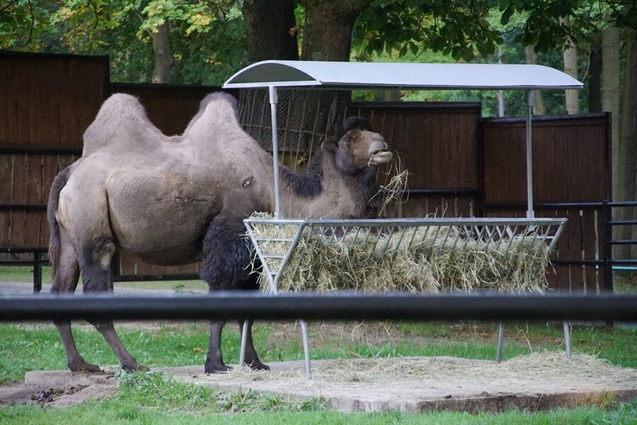 Wielbłądy z chorzowskiego zoo. 