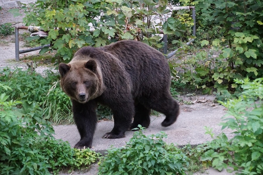 Niedźwiedzie w Śląskim Ogrodzie Zoologicznym.