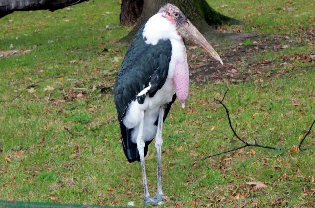 Źródło: Park Śląski