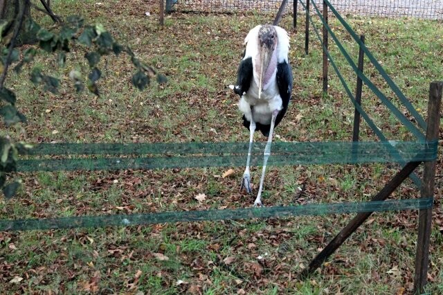 Źródło: Park Śląski