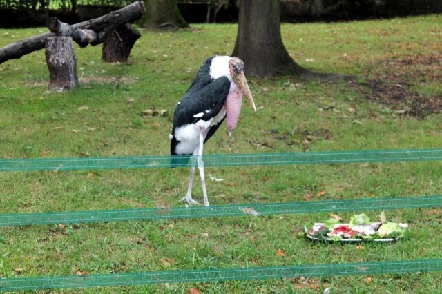 Źródło: Park Śląski