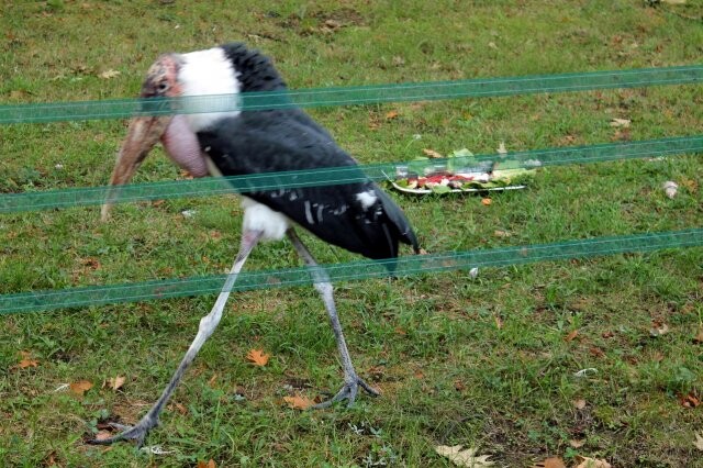 Źródło: Park Śląski