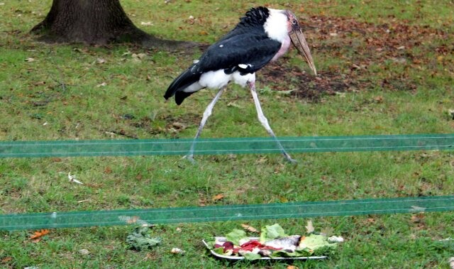 Źródło: Park Śląski
