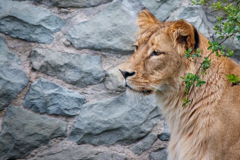 W Śląskim Ogrodzie Zoologicznym pojawiła się nowa mieszkanka! To lwica Anoona z Czech