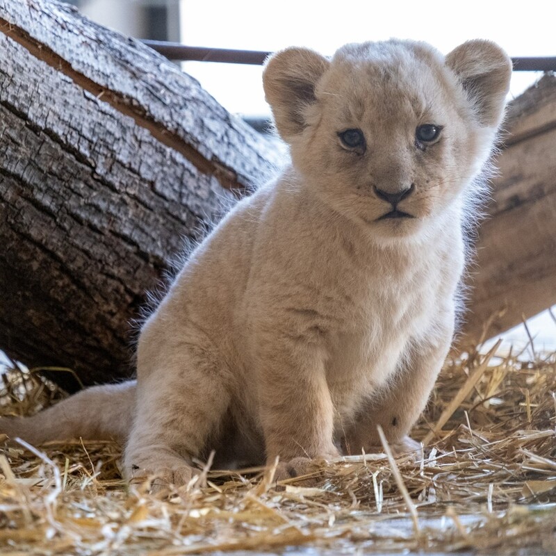 W Śląskim Ogrodzie Zoologicznym urodziły się cztery kocięta lwa angolskiego!