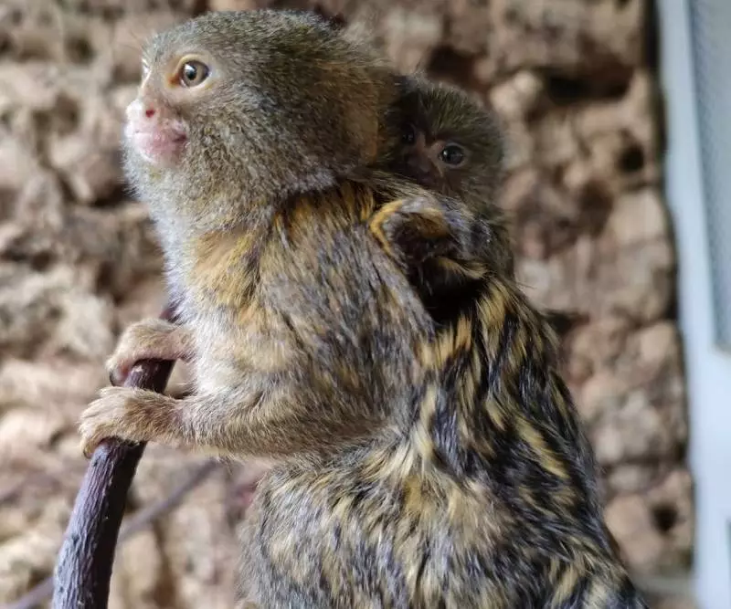 W Śląskim Ogrodzie Zoologicznym w Chorzowie urodziła się najmniejsza małpa świata