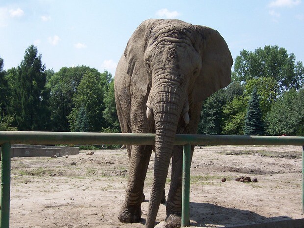 WPKiW - ZOO