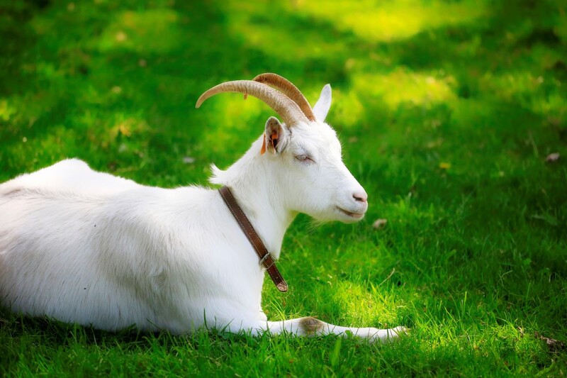 "Zagroda pełna zwierząt" ponownie w Muzeum Górnośląski Park Etnograficzny!