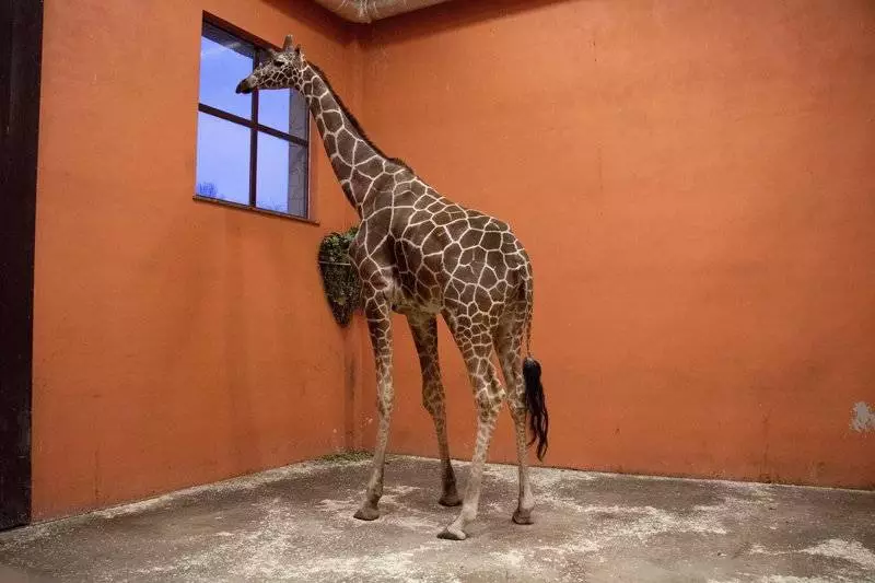 Żyrafa Ignaś, to nowy mieszkaniec Śląskiego Ogrodu Zoologicznego / FOT. ZOO